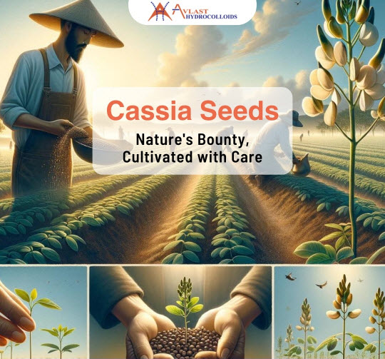 Cassia Tora Seeds