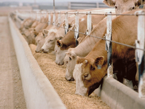 cassia tora meal cattel feed